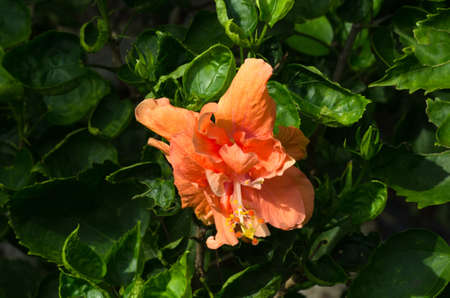 Bright pink flower of hibiscus (Hibiscus rosa sinensis) on nature green background. Karkade native to tropical regions. Hawaiian wild pink Hibiscus Plant. Hibiscus comprising several hundred species.の写真素材