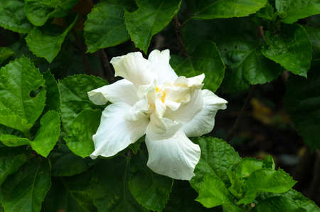 Beautiful white big hibiscus flower (Hibiscus rosa sinensis) on green nature background. Karkade in the tropical garden. Hibiscus flower Jaswand Plant. Tropical Hawaiian Hibiscus flowerの写真素材