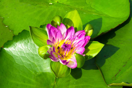 Beautiful blossom pink lotus flower ( water lily ) on the lotus pondの写真素材