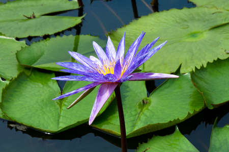 Close up Purple color fresh lotus blossom or water lily flower blooming on pond backgroundの写真素材