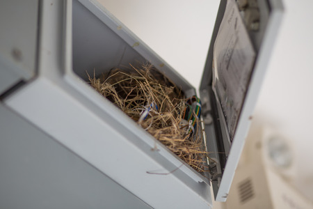 Old bird nest made from grass , it is in the old electricity meter box on roomの写真素材
