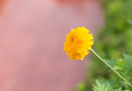 Beautiful marigold flower in garden.の写真素材