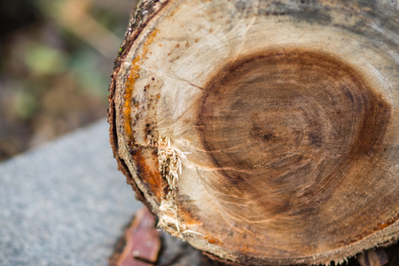 Wood texture of cut treeの写真素材