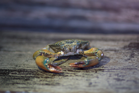 crab on the timber backgroundの写真素材