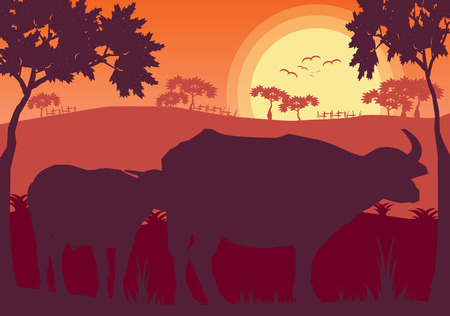 Buffalo sunset evening and grassland meadow landscape vector Illustratorのイラスト素材