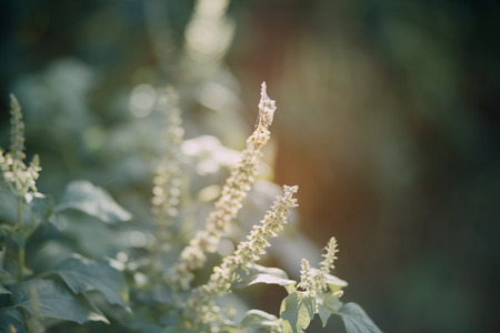 Natural green bright blur background of sunny summer forestの写真素材