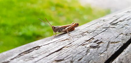 A close up of a grasshopper on an old cracked wooden beam.