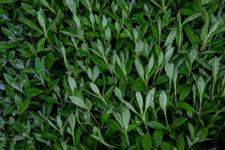 Creeping fresh green plant with water drops. Flat lay.の写真素材