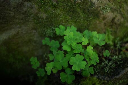 Four-leaf clover on a bush on the green wooden and stone background cowered with moss
