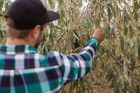 A farmer holding a branch of silverberry. Farm life