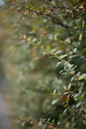Natural background of green leaves and branchesの写真素材
