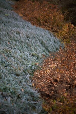 Natural background of plants, grass and leaves