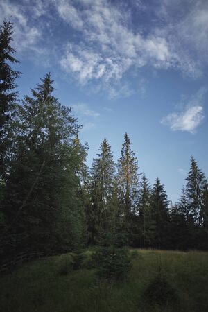 Beautiful meadow in the forest