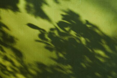 Green backdrop with tree branches shadowsの写真素材