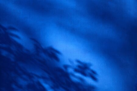 Blue backdrop with tree branches shadows