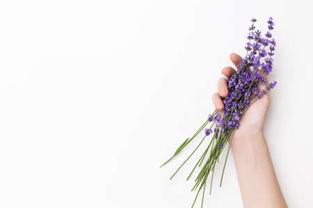 Lavender bouquet in the womans hand on the white backgroundの写真素材