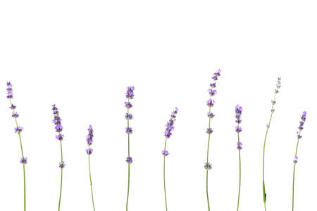 Tiny lavender fowers on the white backgroundの写真素材