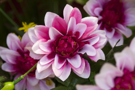 Dahlia (lat. D?hlia) - a plant of the family Asteraceae, or Compositae family.の写真素材