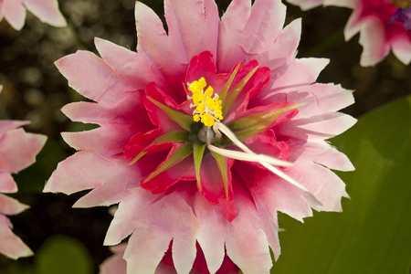 Dahlia (lat. D?hlia) - a plant of the family Asteraceae, or Compositae family.の写真素材