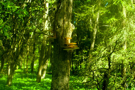 A dead tree with mushrooms in the Sunny forest.の写真素材