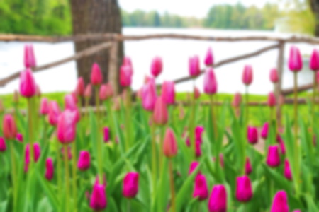 Blurred pink and purple tulips at the pond for the backgroundの写真素材