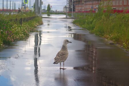 Image of a seagull chick on the sidewalkの写真素材