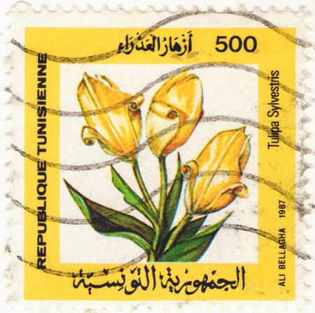 Saint Petersburg, Russia - January 25, 2020: Stamp issued in the Tunisia with the image of the Forest Tulip, Tulipa sylvestris, circa 1987のeditorial素材