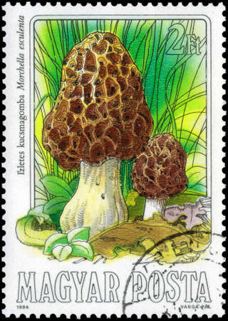 Saint Petersburg, Russia - May 17, 2020: Stamp printed in the Hungary with the image of the Common Morel, Morchella esculenta, circa 1984のeditorial素材