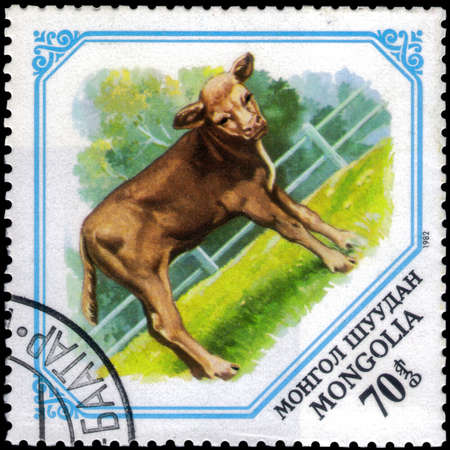 Saint Petersburg, Russia - May 17, 2020: Stamp printed in the Mongolia with the image of the Calf, Bos primigenius taurus, circa 1982のeditorial素材