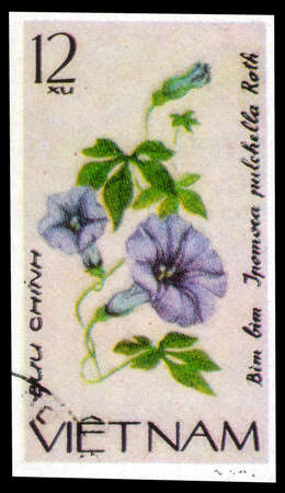 Saint Petersburg, Russia - May 31, 2020: Stamp printed in the Vietnam with the image of the Ipomoea Pulchella, circa 1980のeditorial素材