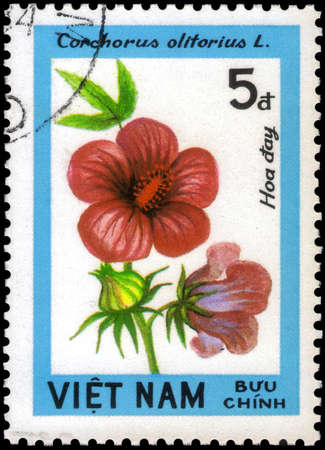 Saint Petersburg, Russia - May 31, 2020: Stamp printed in the Vietnam with the image of the Long-fruited jute, Corchorus olitorius, circa 1984のeditorial素材