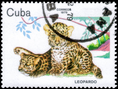 Saint Petersburg, Russia - December 05, 2020: Postage stamp issued in the Cuba with the image of the Leopard, Panthera pardus. From the series on Zoo Animals, circa 1979のeditorial素材