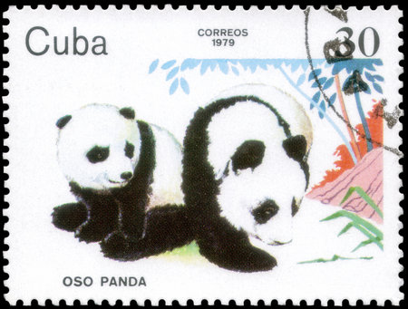 Saint Petersburg, Russia - December 05, 2020: Postage stamp issued in the Cuba with the image of the Giant Panda, Ailuropoda melanoleuca. From the series on Zoo Animals, circa 1979のeditorial素材