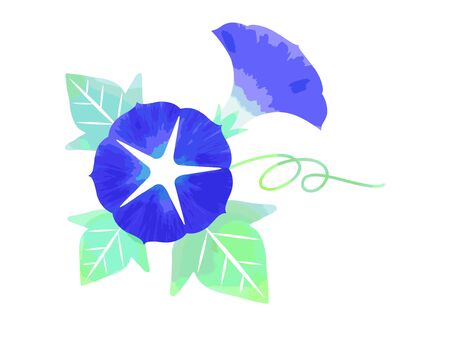 Illustration material of the blue morning gloryのイラスト素材