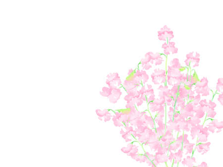 Pink sweet pea illustration frame, hand drawnのイラスト素材