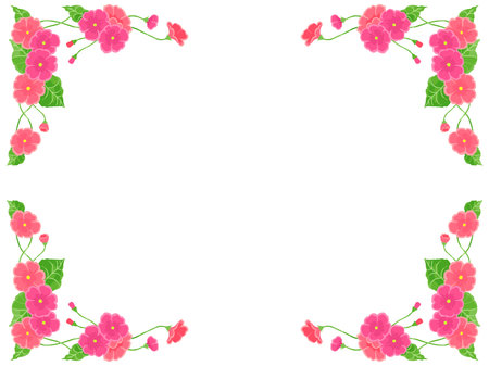 Frame with pink primula flowers on white background. Vector illustration.のイラスト素材