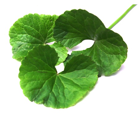 Herbal Thankuni leaves の写真素材