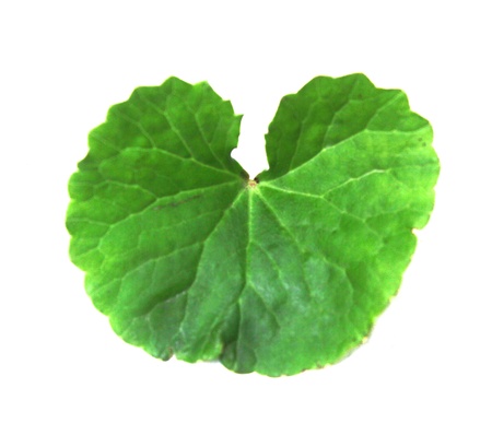 Herbal Thankuni leaves 