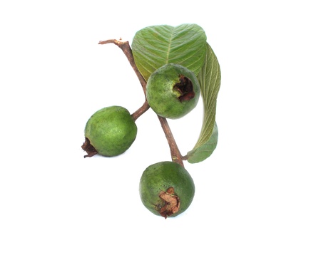 guavaの写真素材