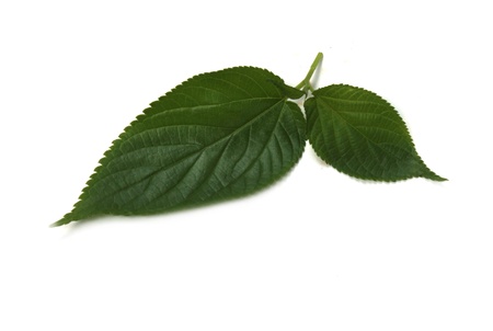 leaves