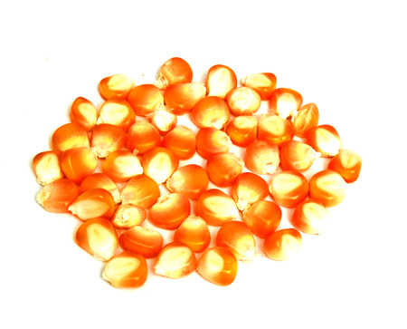 cornの写真素材