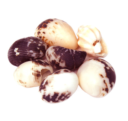 sea shells