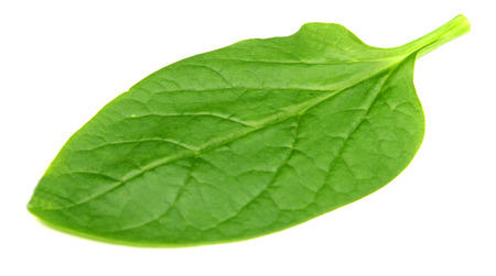 leaves of basella albaの写真素材