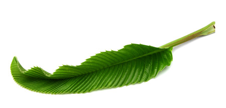 leaves of elephant ppleの写真素材