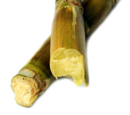 sugar caneの写真素材
