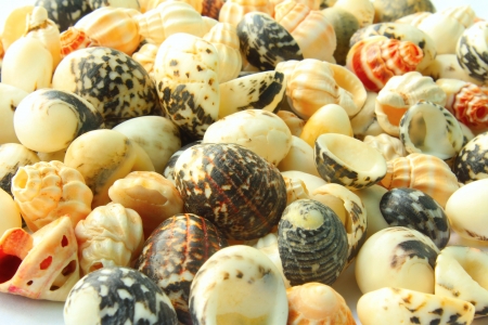 sea shellsの写真素材