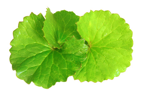 Medicinal thankuni leaves of Indian subcontinentの写真素材