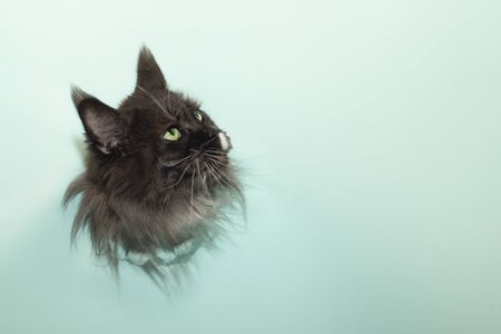 black head of the cat breed Maine Coon gets out of the holeの写真素材