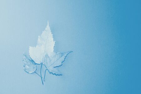 blue white leaves fall from the oak tree