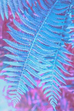 green palm leaf in the Park in the sunの写真素材